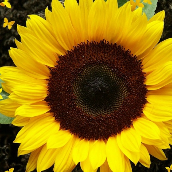 Meet your Posher, Isela - Picture 1 of 1